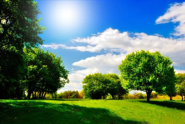 Зеленый луг под сенью деревьев — стоковое фото