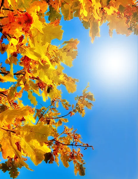 Autumn oak leaves against the blue sky Stock Photo