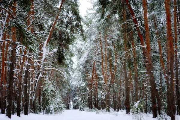 눈 덮인 겨울 소나무 숲 스톡 사진