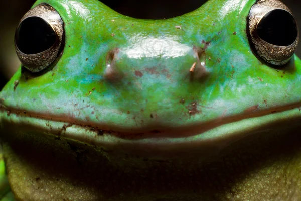 Smiley tree frog — Stock Photo, Image