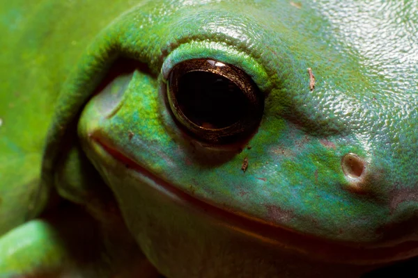 Tree frog eye — Stock Photo, Image