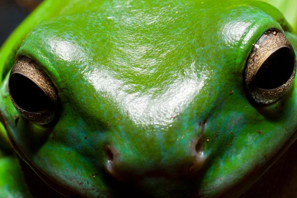 나무 개구리 얼굴 — 스톡 사진
