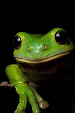 Curious tree frog clipart