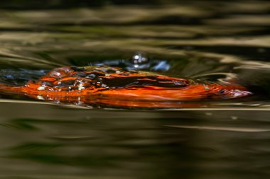 Koi Splash