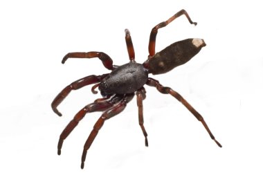 White tip spider clipart