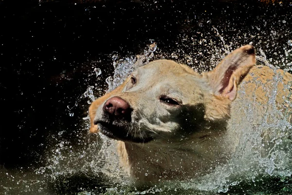 stock image Silly dog