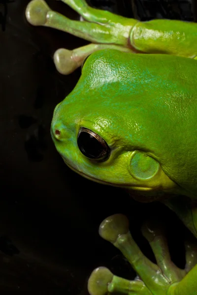 Tree frog splat — Stock Photo, Image