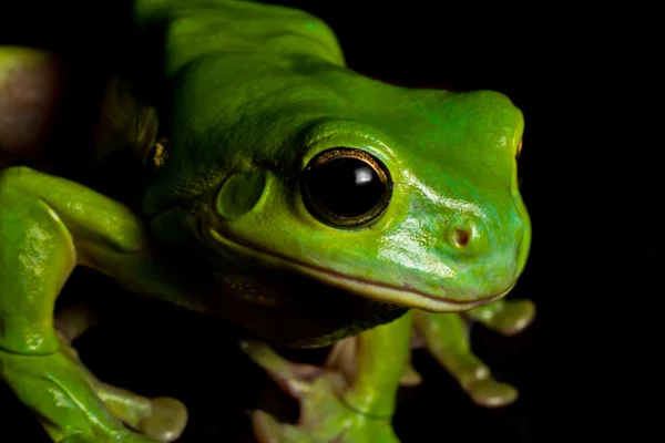 Watching tree frog — Stock Photo, Image