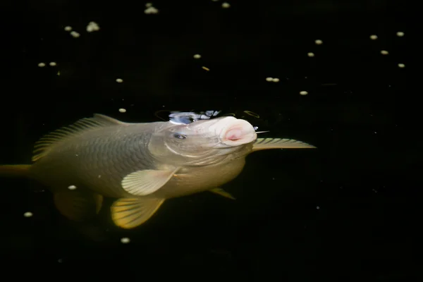 Peixe koi branco — Fotografia de Stock