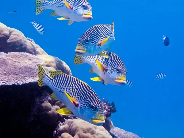 サンゴ礁のカラフルな sweetlip — ストック写真