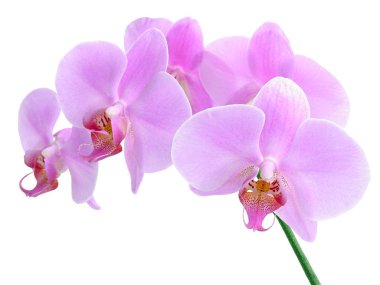 Pink orchid flowers clipart