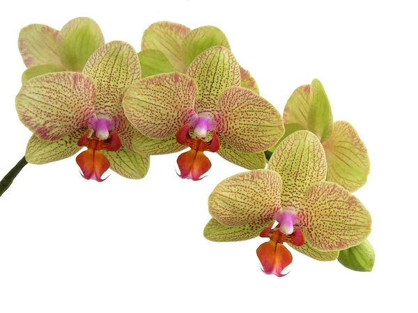 Geel en rood orchid geïsoleerd — Stockfoto