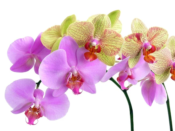 Orquídeas rosadas y amarillas —  Fotos de Stock