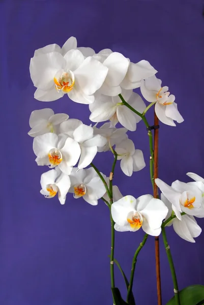 Orquídea branca no fundo da lila — Fotografia de Stock