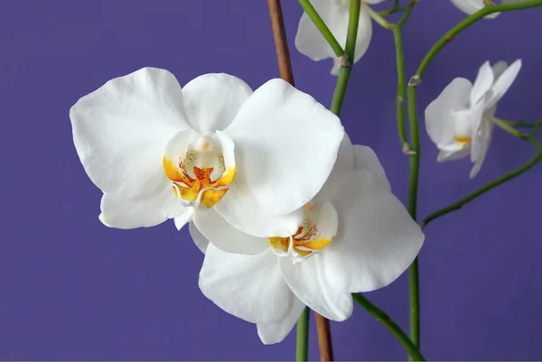 Mavi zemin üzerine beyaz orkide — Stok fotoğraf