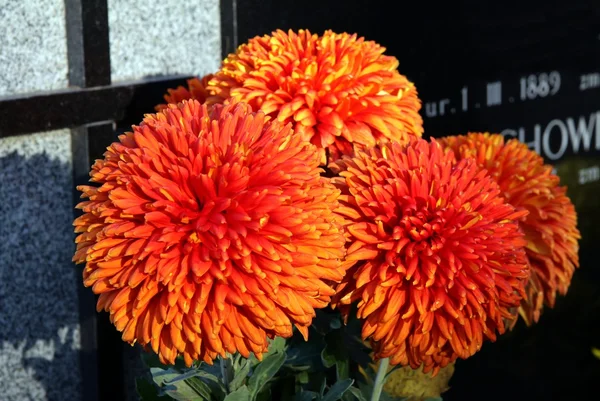 Oranje chrisanthemum bloemen op graf op het kerkhof — Stockfoto