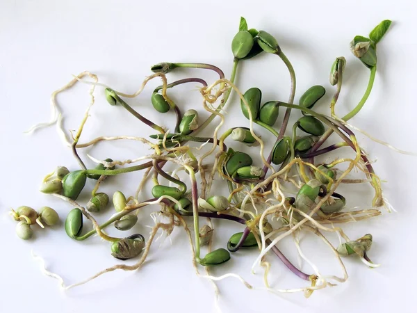 Groene spruiten van soja zaden voor gezonde natuurlijke salade — Stockfoto