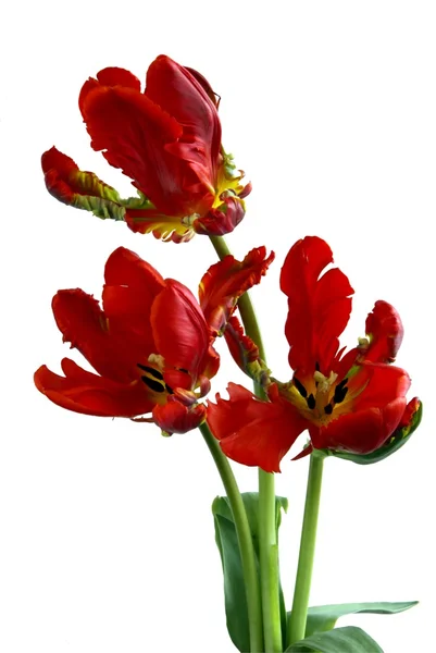 Röda tulpaner isolerade — Stockfoto