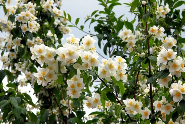 백색, 향기로운 꽃 재 스민 나무 — 스톡 사진