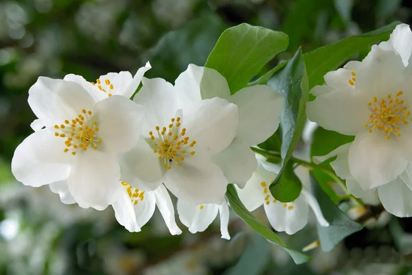 Arbusto de jazmín en flor en junio —  Fotos de Stock