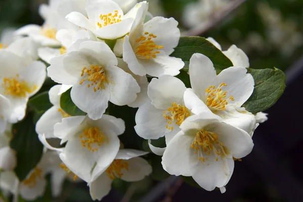 Arbusto de jazmín con flores blancas y fragantes —  Fotos de Stock
