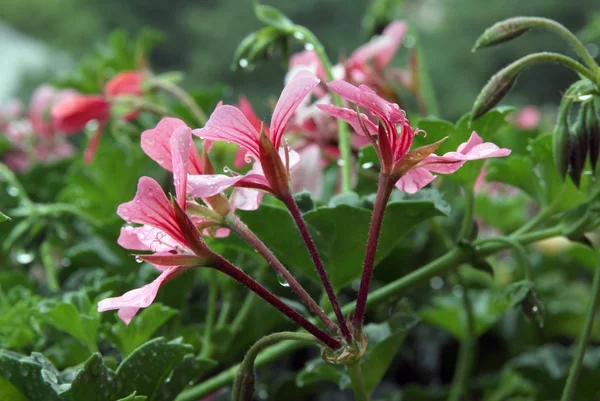 Мокрые розовые цветы герань — стоковое фото