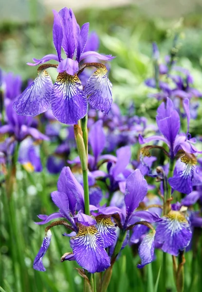 Lila iris florecientes en el jardín en verano — Foto de Stock