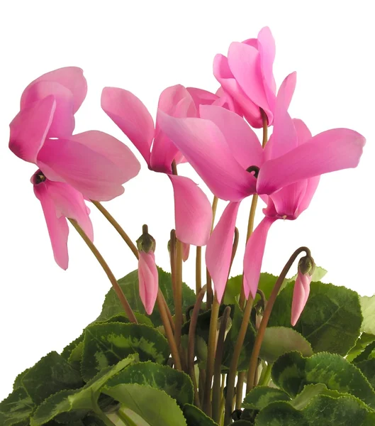 Pretty pink cyclamen flowers — Stock Photo, Image