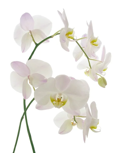 Белые цветы орхидеи изолированы — стоковое фото