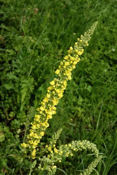 Flores amarelas de planta de mullein — Fotografia de Stock