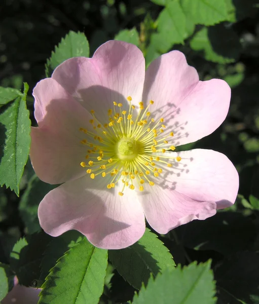 Fleur rose de rose sauvage au soleil de printemps — Photo