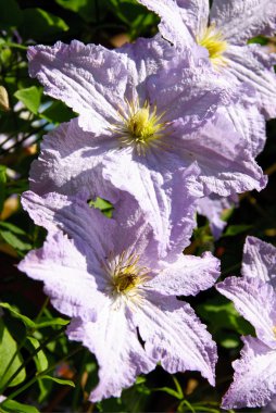 Creeper clematis in blossom clipart