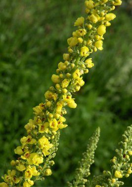 yellow flowers of mullein plant clipart