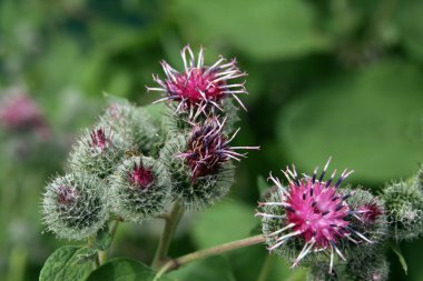 Burdock plant in blossom clipart