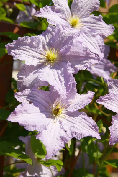 Lila clematis blooming — Stock Photo, Image