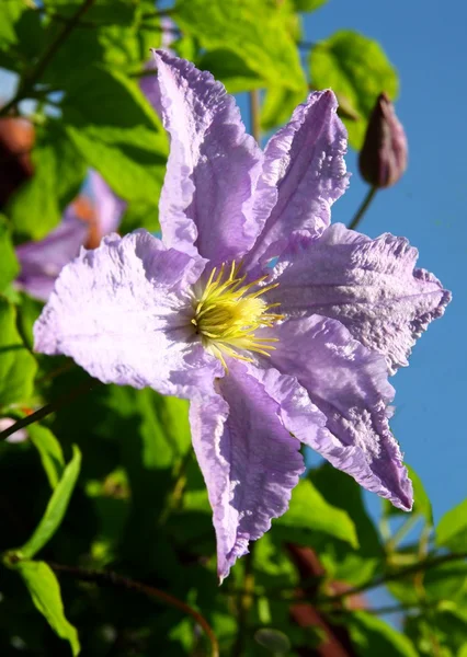 Clematis lila Blume "aus nächster Nähe" — Stockfoto