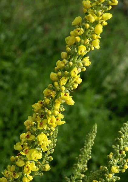 Żółte kwiaty dziewanny roślin — Zdjęcie stockowe