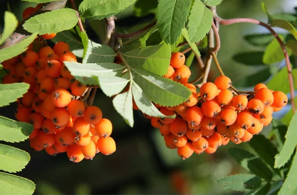 Clusters of red rowan berries — Stock Photo, Image