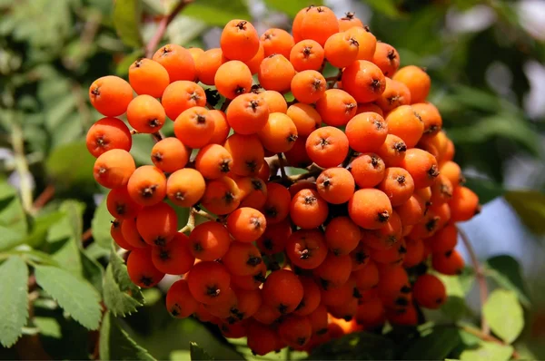 Cluster di bacche mature rosse di rowan in autunno — Foto Stock