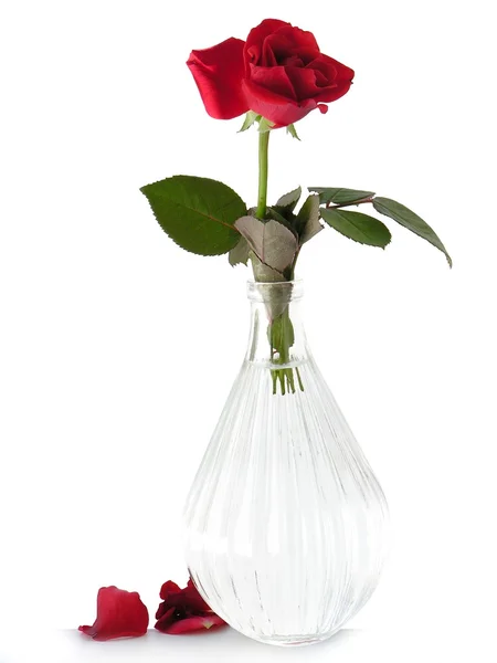 Red rose in glass phial — Stock Photo, Image