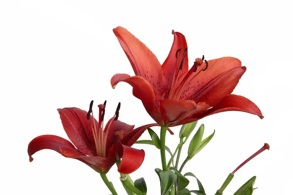 Červené květy lilie — Stock fotografie