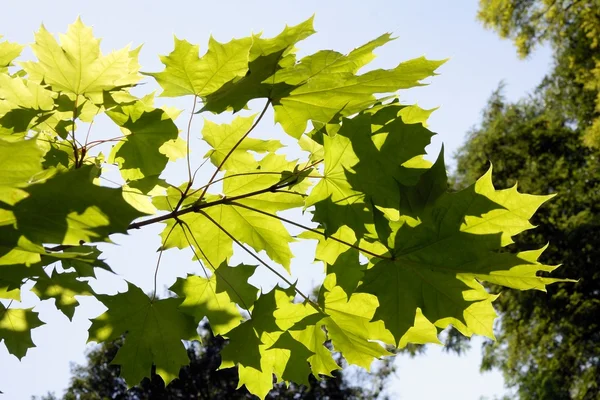 Foglie verdi di acero in sole estivo — Foto Stock