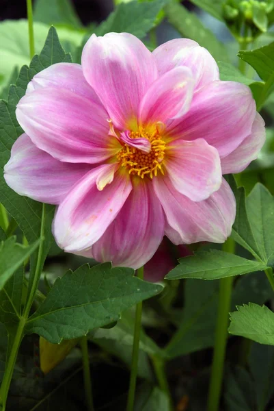 stock image Pink dahlia flower