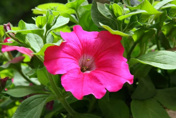 Fialový květ Petunie — Stock fotografie