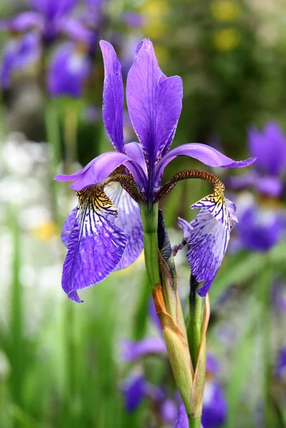Lila iris en el jardín en verano — Foto de Stock