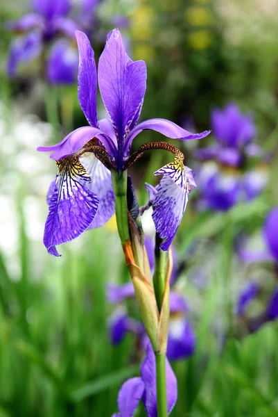 stock image Lila iris