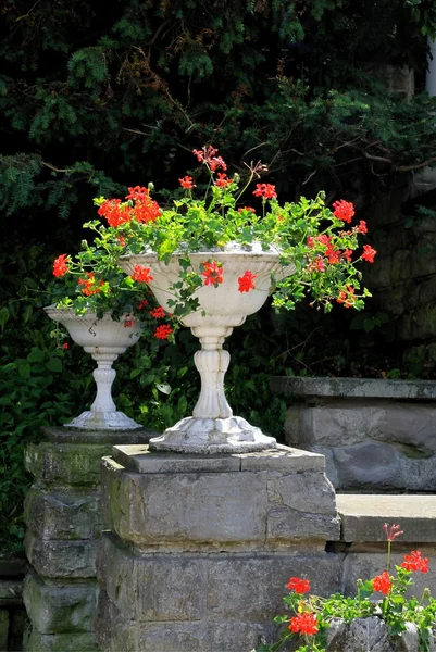 stock image geranium flowers in decorative stone pods in park