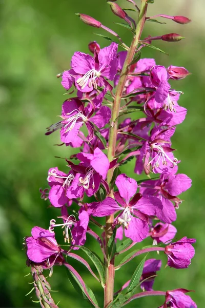 Wild paarse bloem op weide — Stockfoto