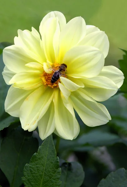 Dahlia ile böcek arı sarı çiçek — Stok fotoğraf