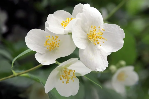 Jasmine shrub blooming with white fragrant flowers — Stock Photo, Image